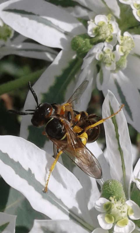 Crabronidae : femmina di Philanthus triangulus? S, ma triangulum!